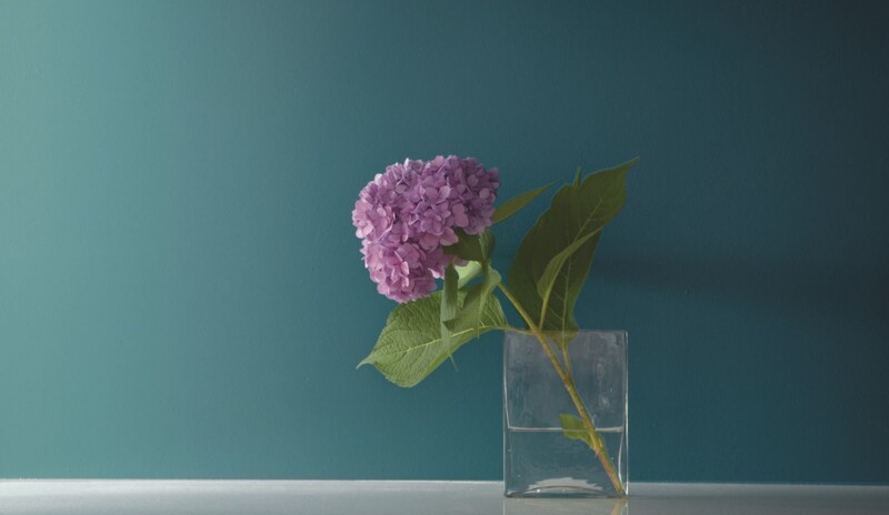 fleur-devant-mur-bleu